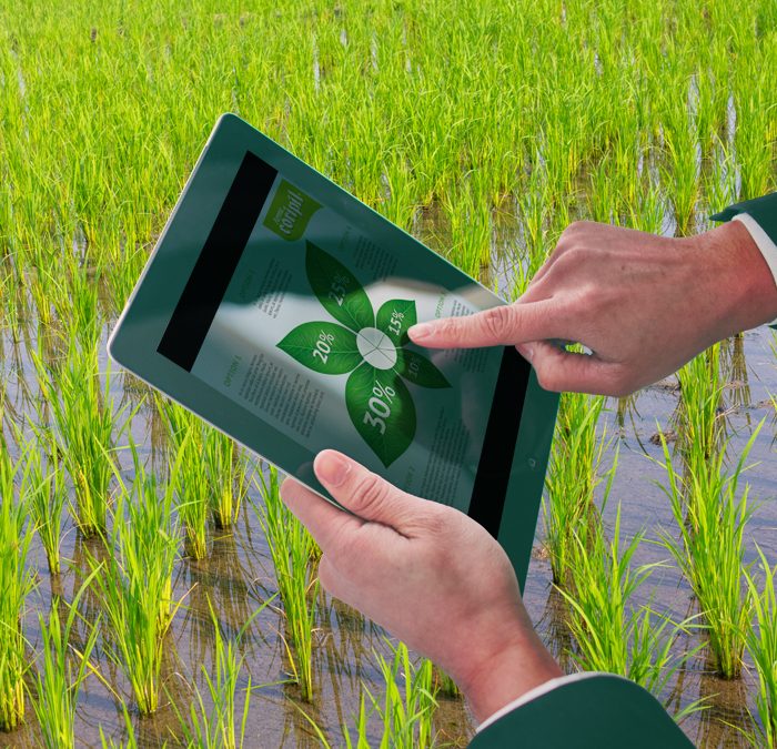 Preços globais do arroz em alta com oferta restrita