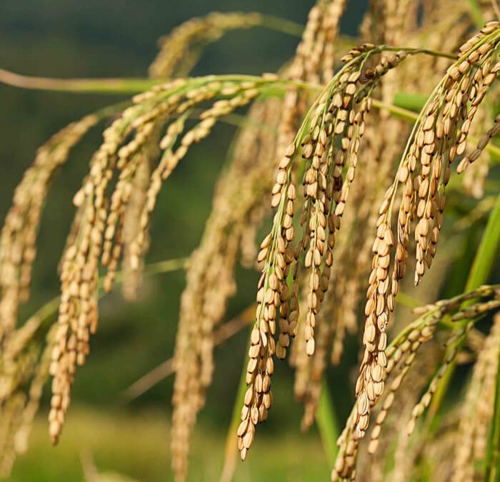 Preço do arroz em casca sobe com a alta do dólar