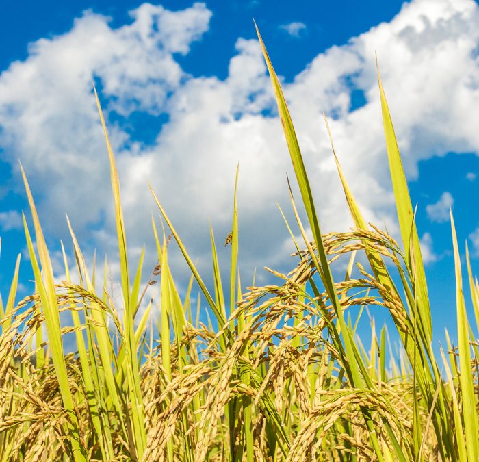 Embrapa lança cultivar de arroz irrigado para o Sistema de Produção Clearfield
